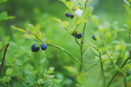 Fresh Blueberries