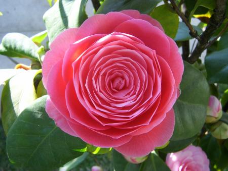 Fresh Camellia