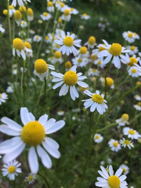 Fresh Marguerite