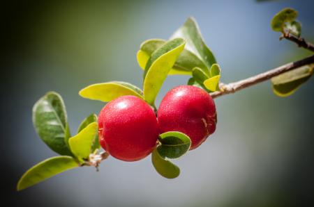 Fresh Cherries