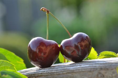 Fresh Cherries