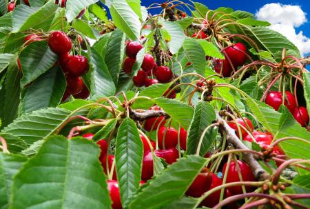 Fresh Cherries