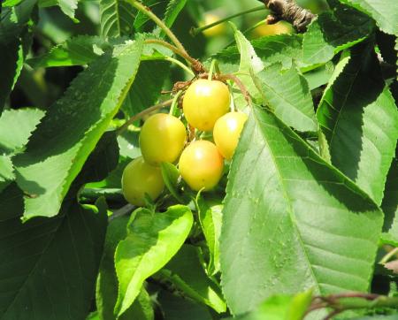 Fresh Cherries