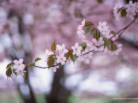 Fresh Cherry Flowering