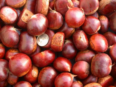 Fresh Chestnuts