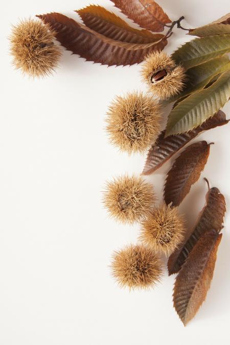 Fresh Chestnuts