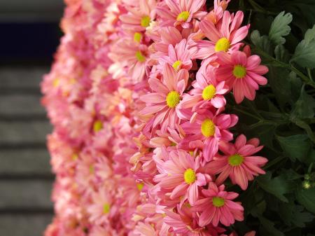 Fresh Chrysanthemums