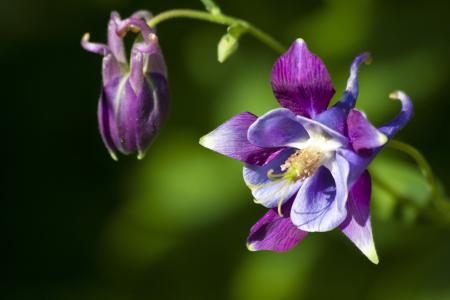 Fresh Columbine