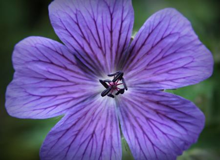 Fresh Cranesbill