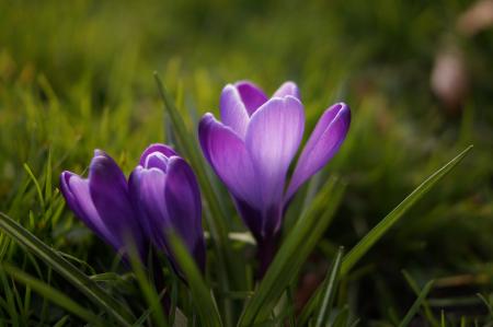 Fresh Crocus