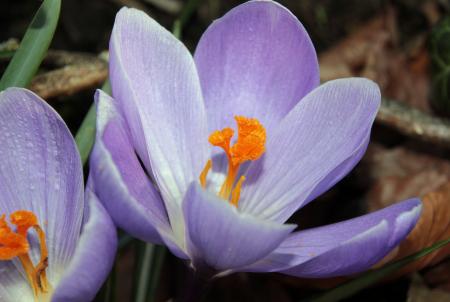 Fresh Crocus