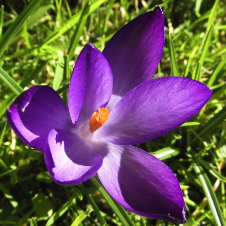 Fresh Crocus