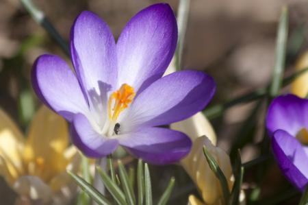 Fresh Crocus