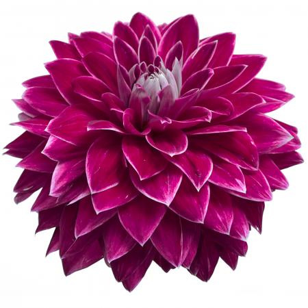 Fresh Dahlia