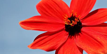 Fresh Dahlia