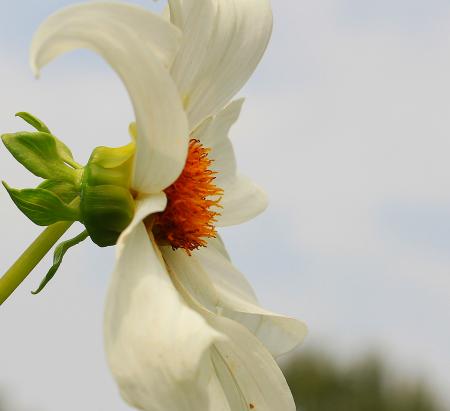 Fresh Dahlia