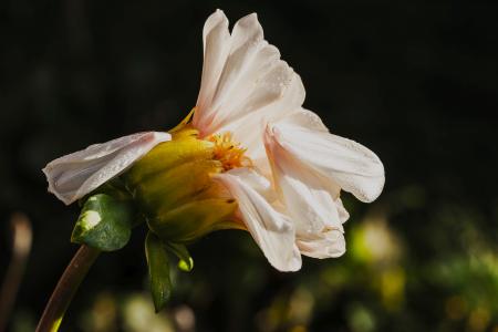 Fresh Dahlia