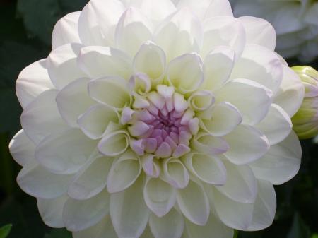 Fresh Dahlia