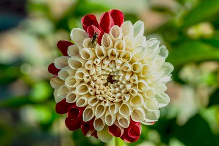 Fresh Dahlia