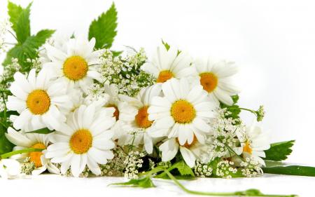 Fresh Marguerite