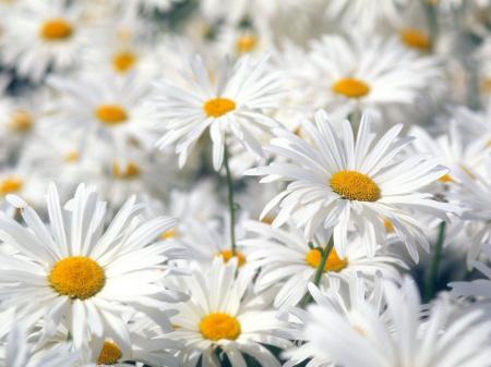 Fresh Marguerite