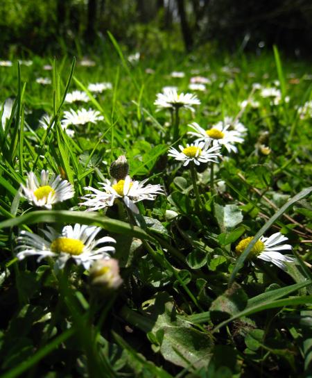 Fresh Daisies