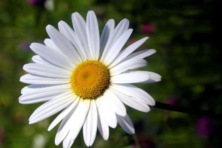 Fresh Daisy