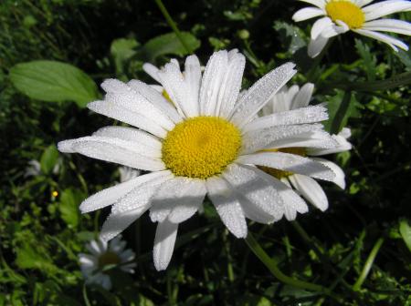 Fresh Daisy