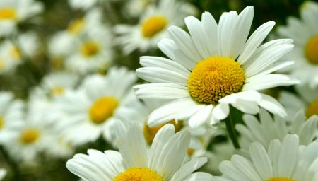 Fresh Daisy