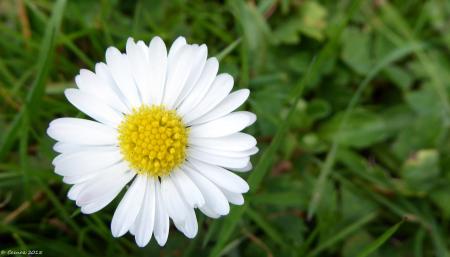 Fresh Marguerite