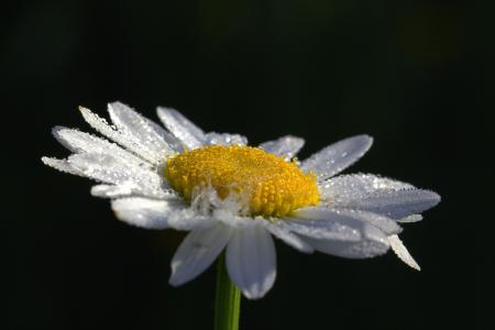 Fresh Daisy