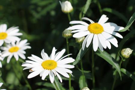 Fresh Marguerite