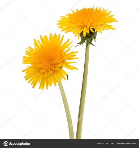 Fresh Dandelion