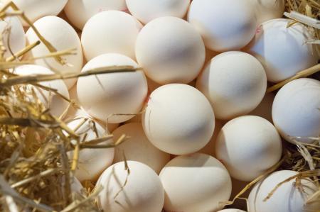 Fresh Eggs on Straw