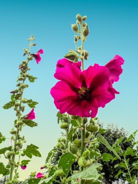 Fresh Flower