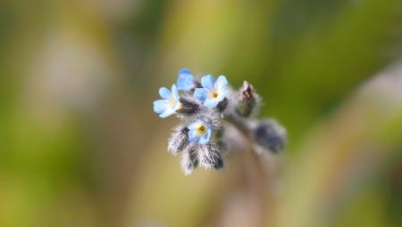 Fresh Flower