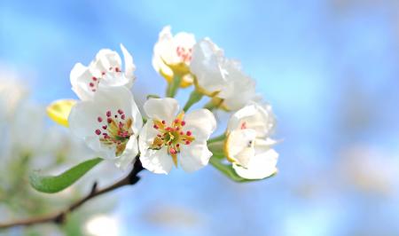 Fresh Flower