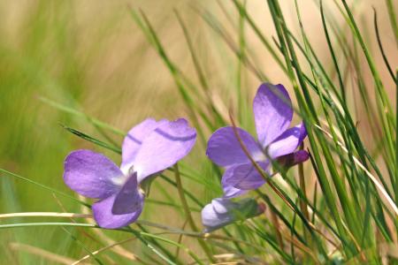 Fresh flower