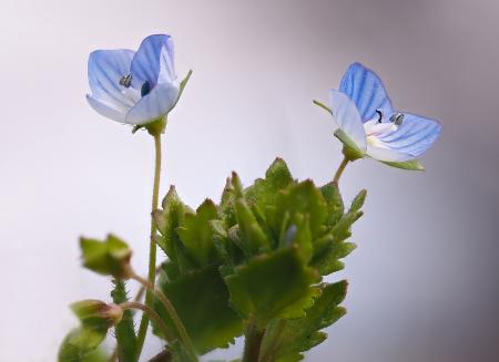 Fresh Flower