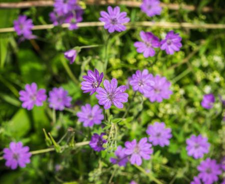 Fresh Flower