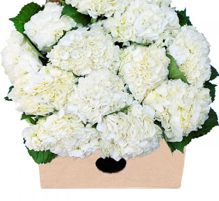 White Fresh Flowers