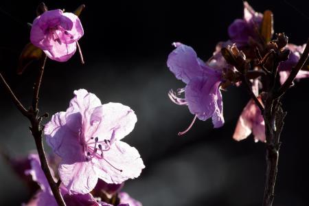 Fresh Flowers