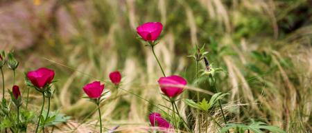 Fresh Flowers