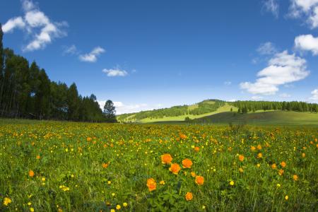 Fresh Flowers