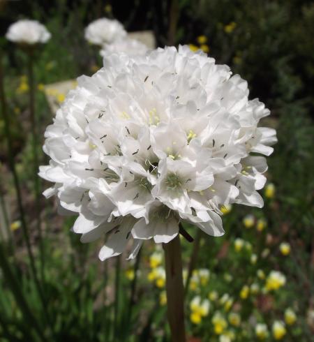 Fresh Flowers