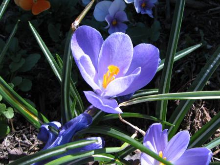 Fresh Flowers