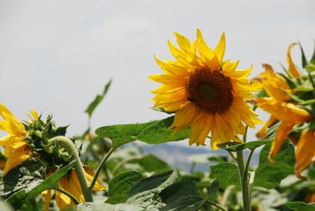 Fresh Flowers