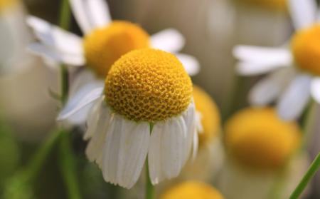 Fresh Flowers