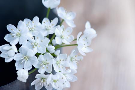 Fresh Flowers