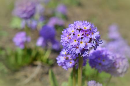 Fresh Flowers